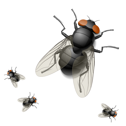 fly design elements vector graphic