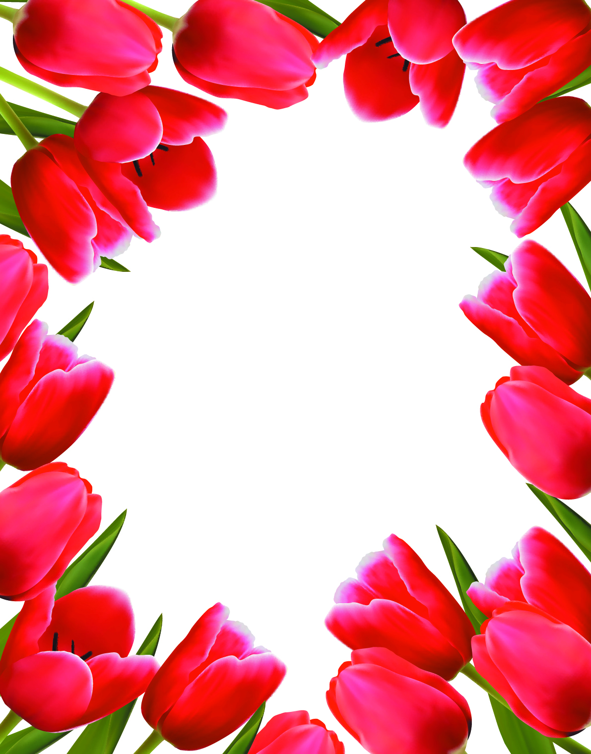 set of color tulips cards design vector