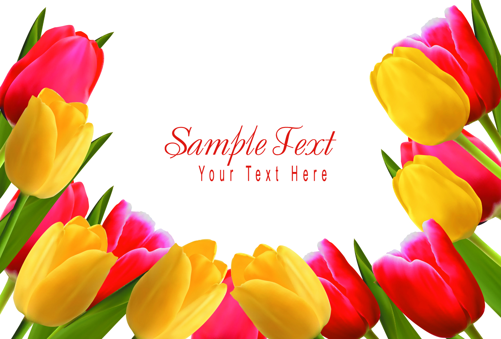 set of color tulips cards design vector