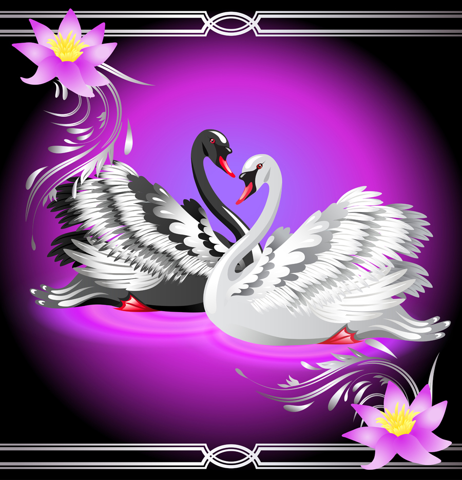 vivid swans elements vector