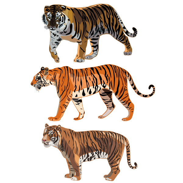 set of tiger vector picture art