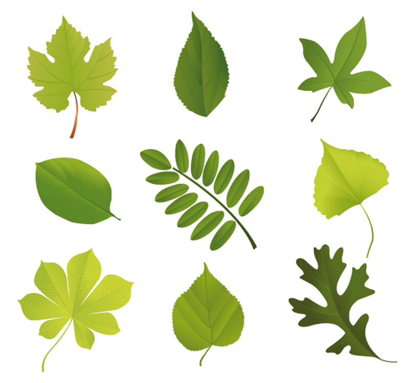 set of exquisite leaves vector graphics part