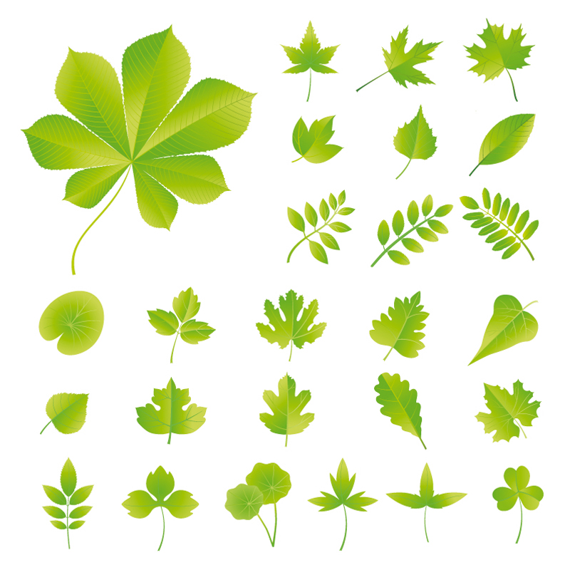 set of exquisite leaves vector graphics part