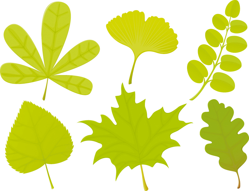 set of exquisite leaves vector graphics part