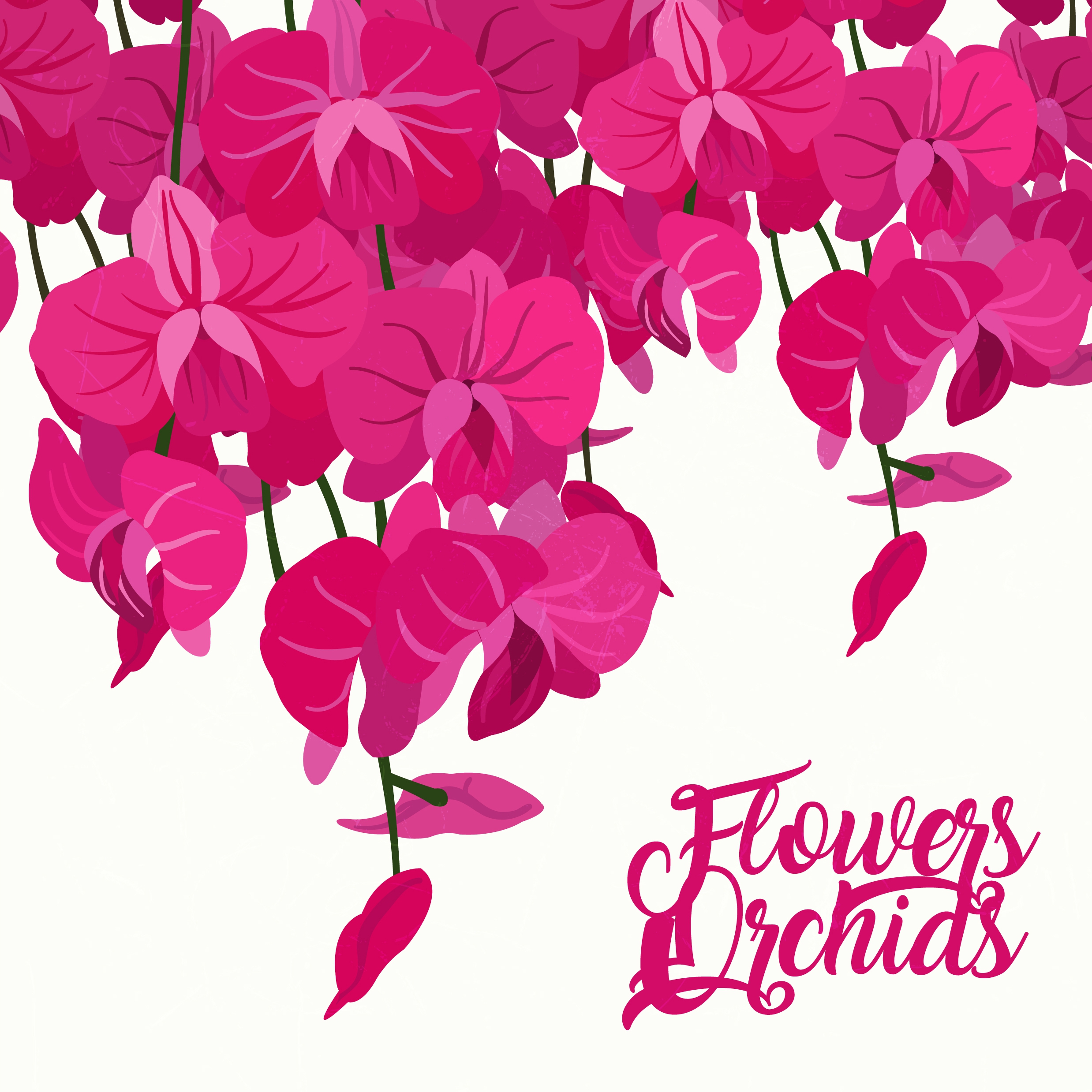 orchids background pink icons decoration