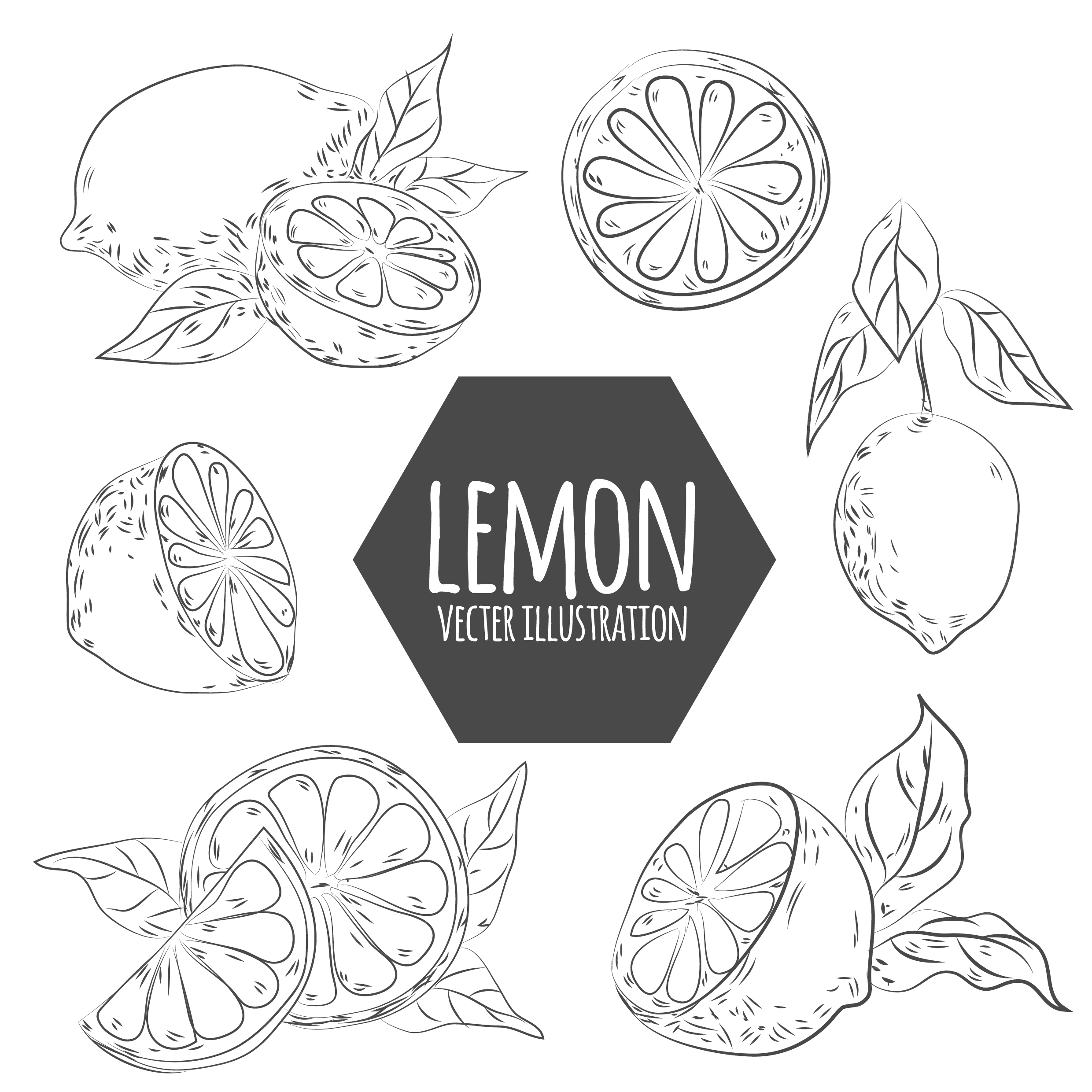 lemon design elements handdrawn sketch