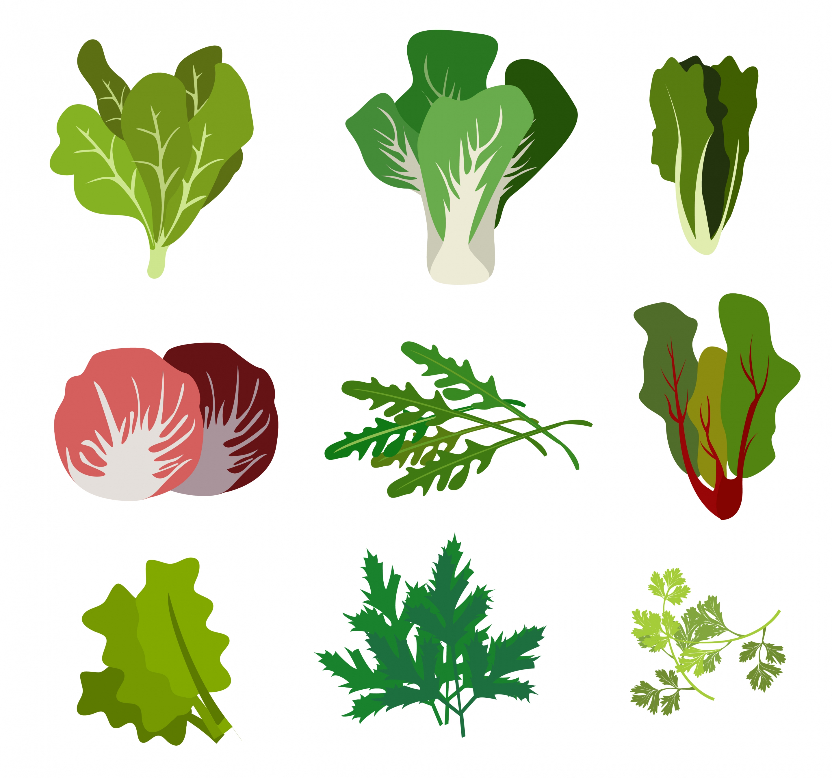 salad icons collection various types isolation