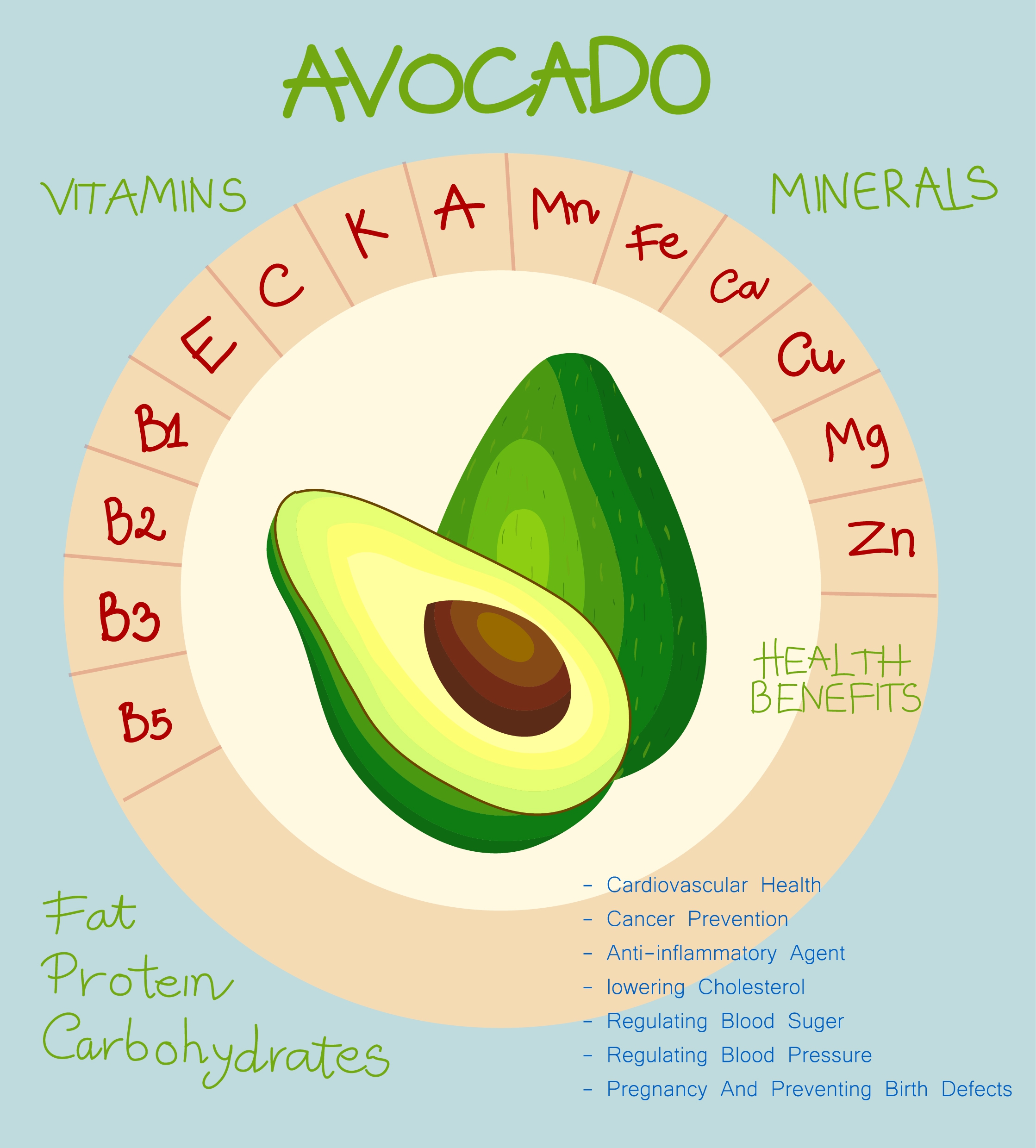 nutrition infographic avocado icon circle design