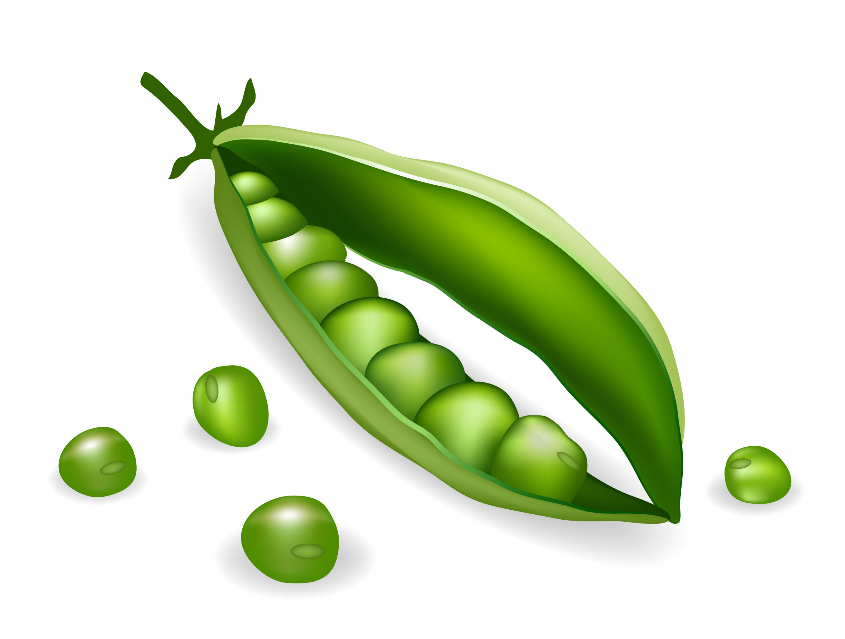 green bean background 3d sketch