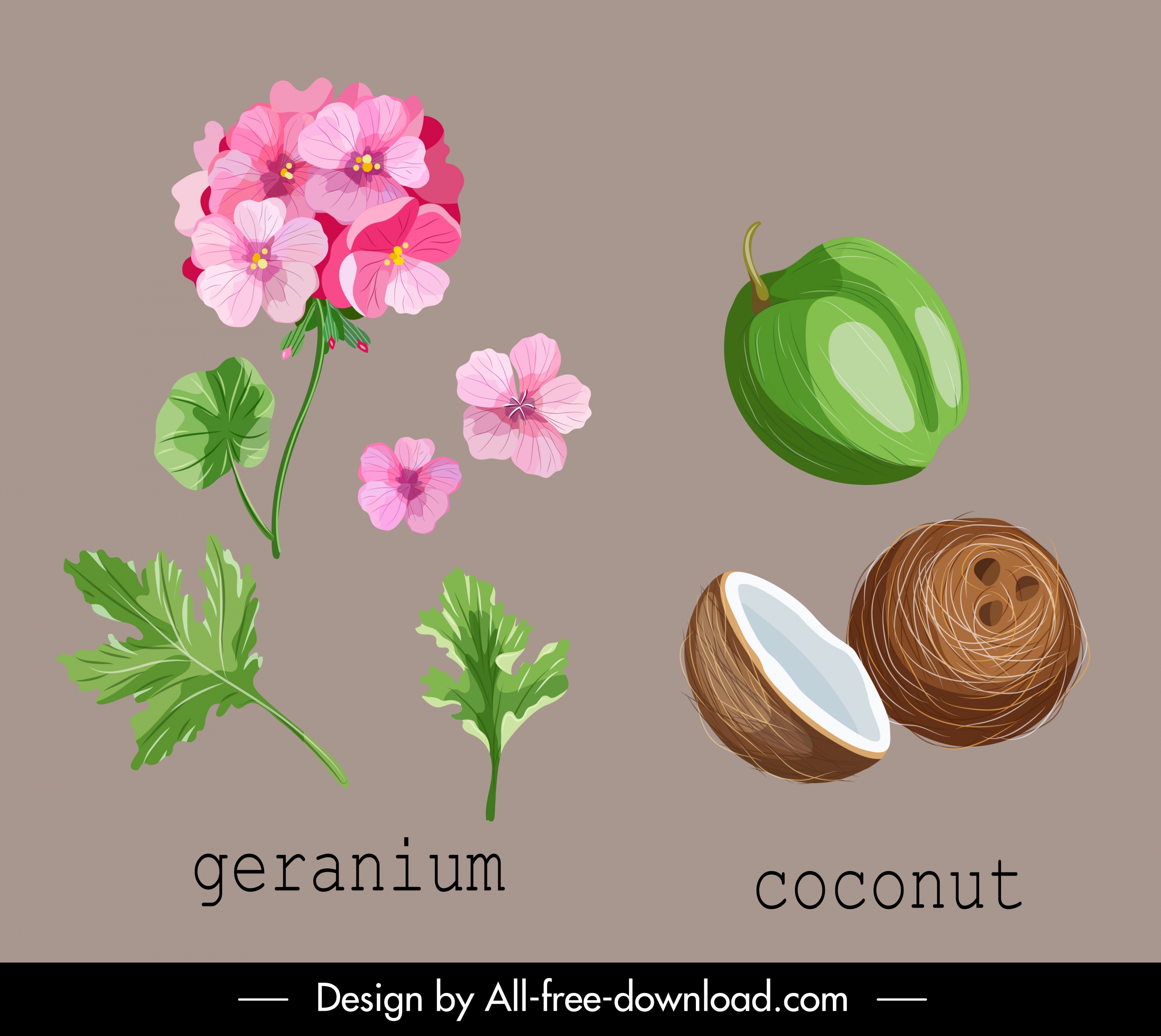 natural herb icons geranium coconut sketch