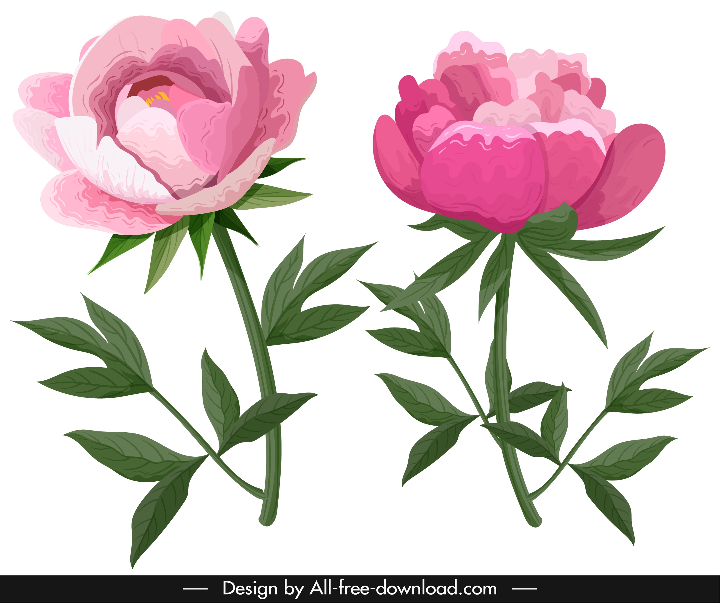 peony icons pink green classical handdrawn sketch