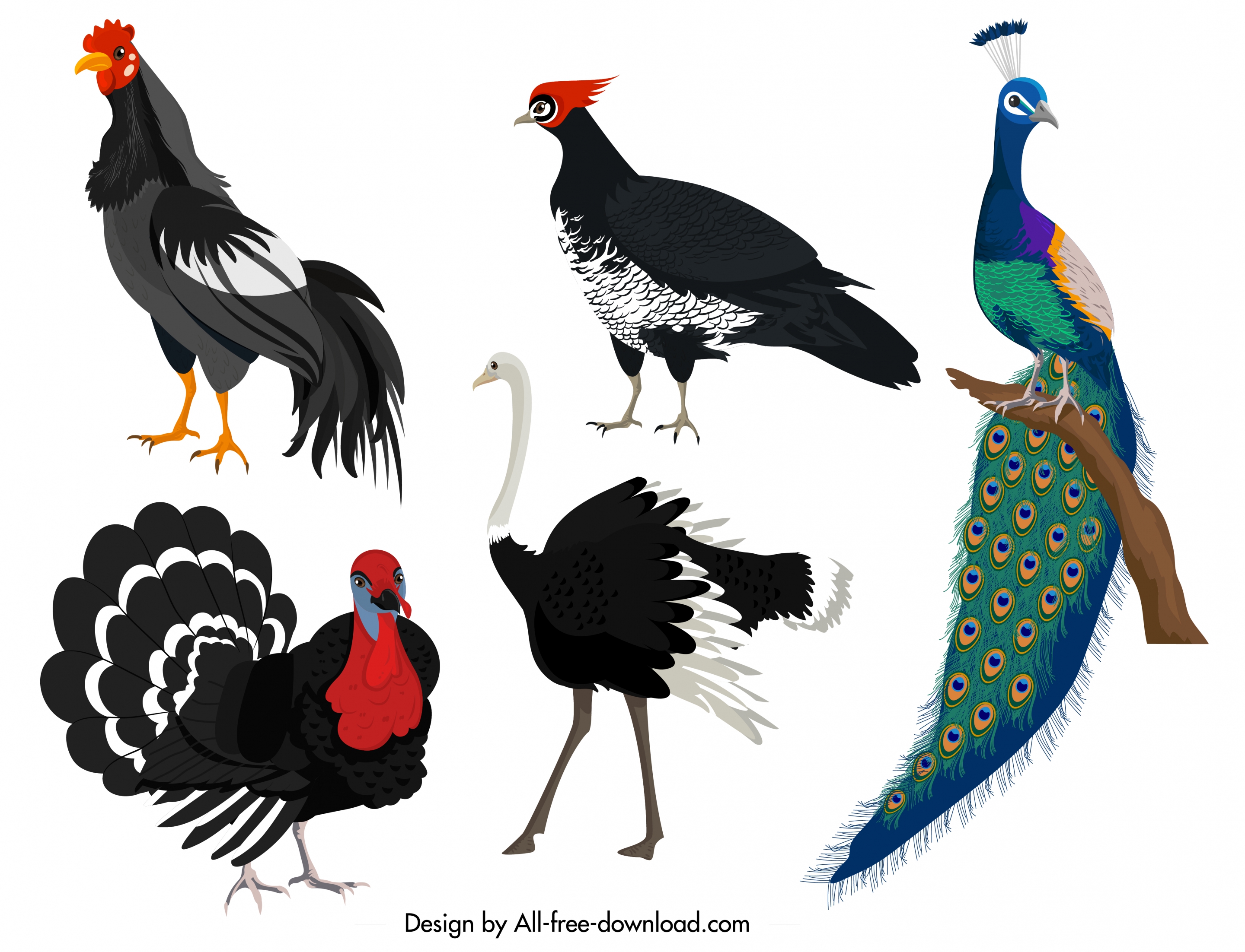 galliformes icons chicken turkey peafowl ostrich sketch