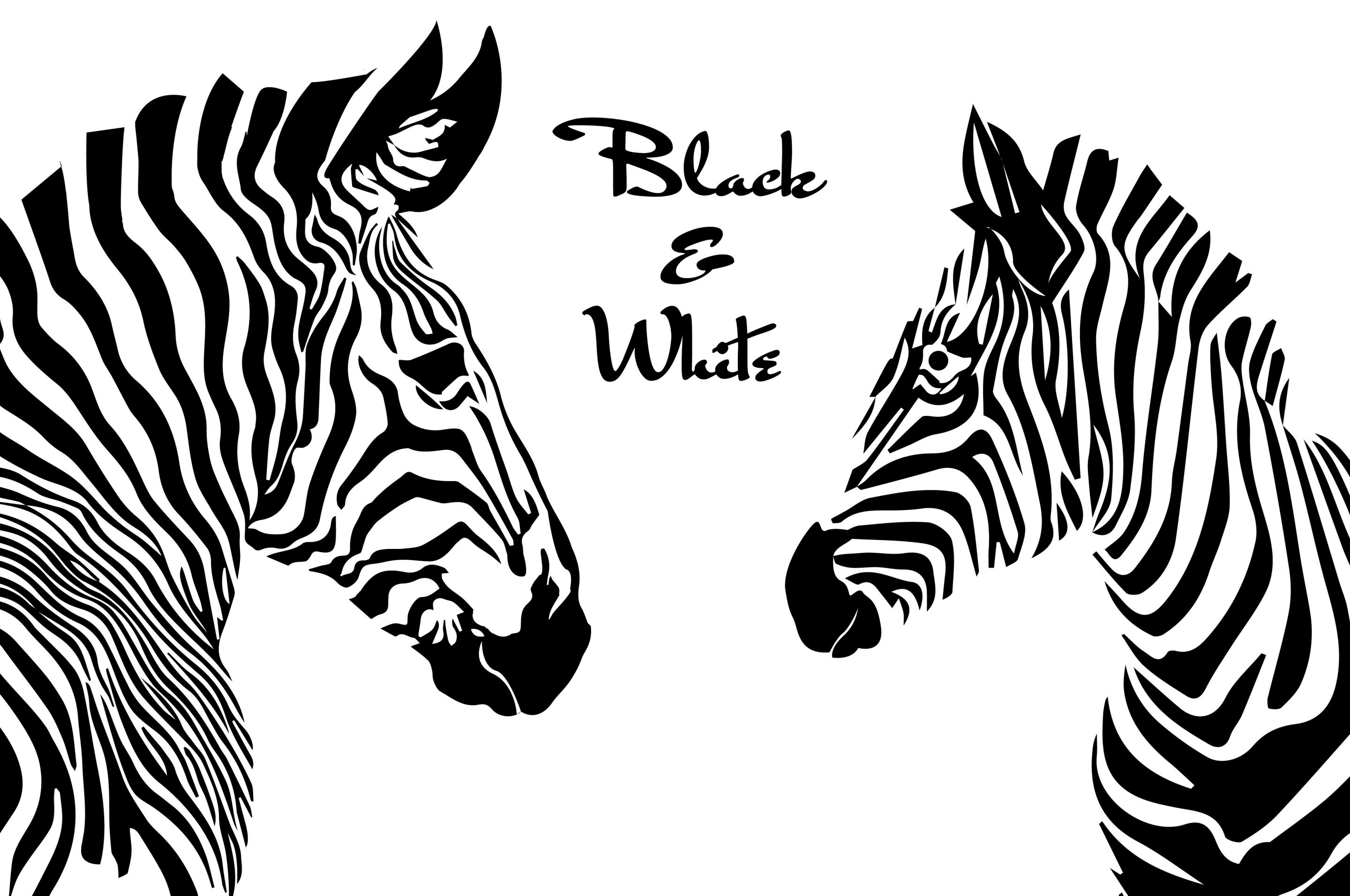 zebras drawing black white sketch