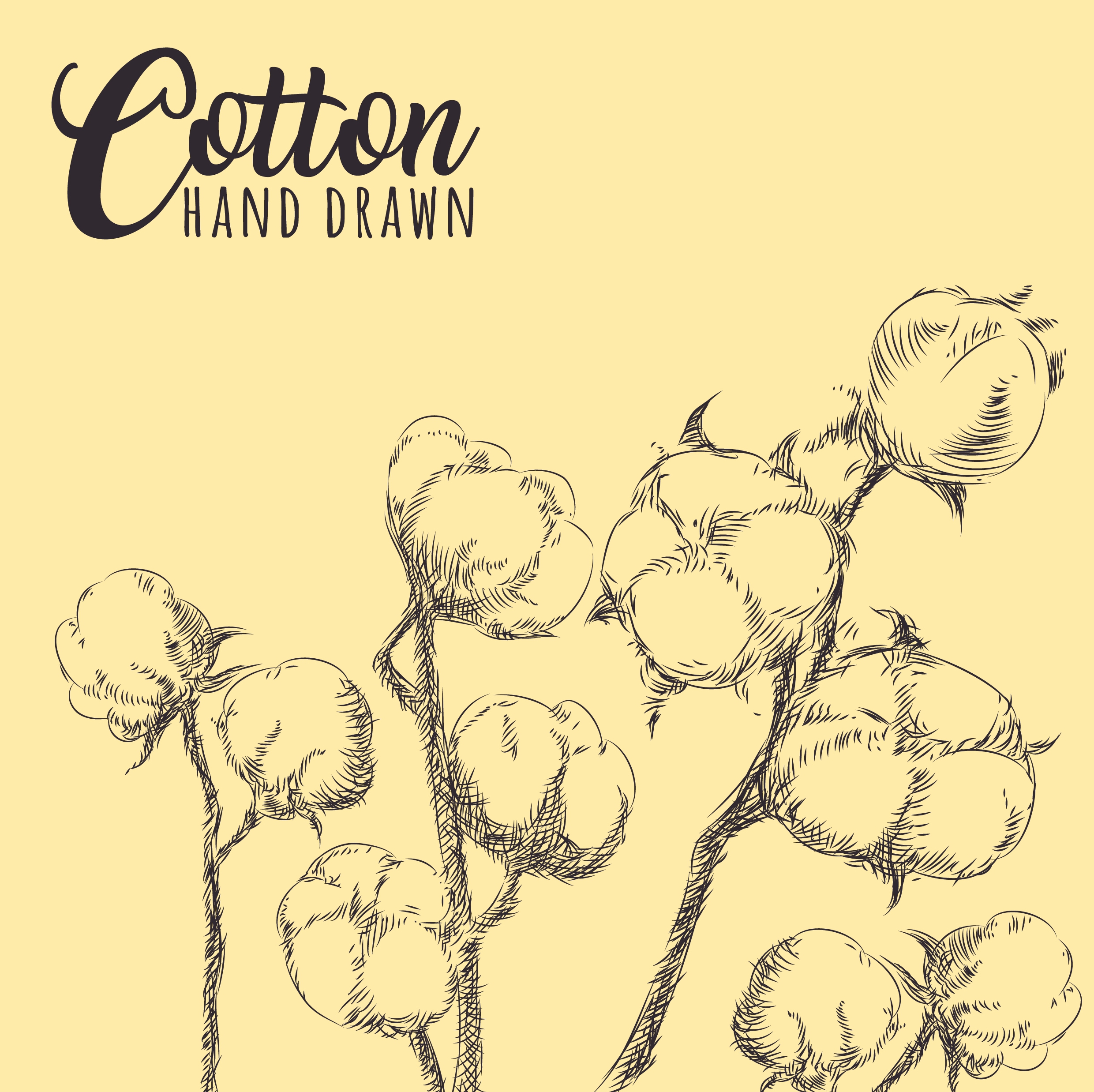 cotton flowers drawing hand drawn sketch