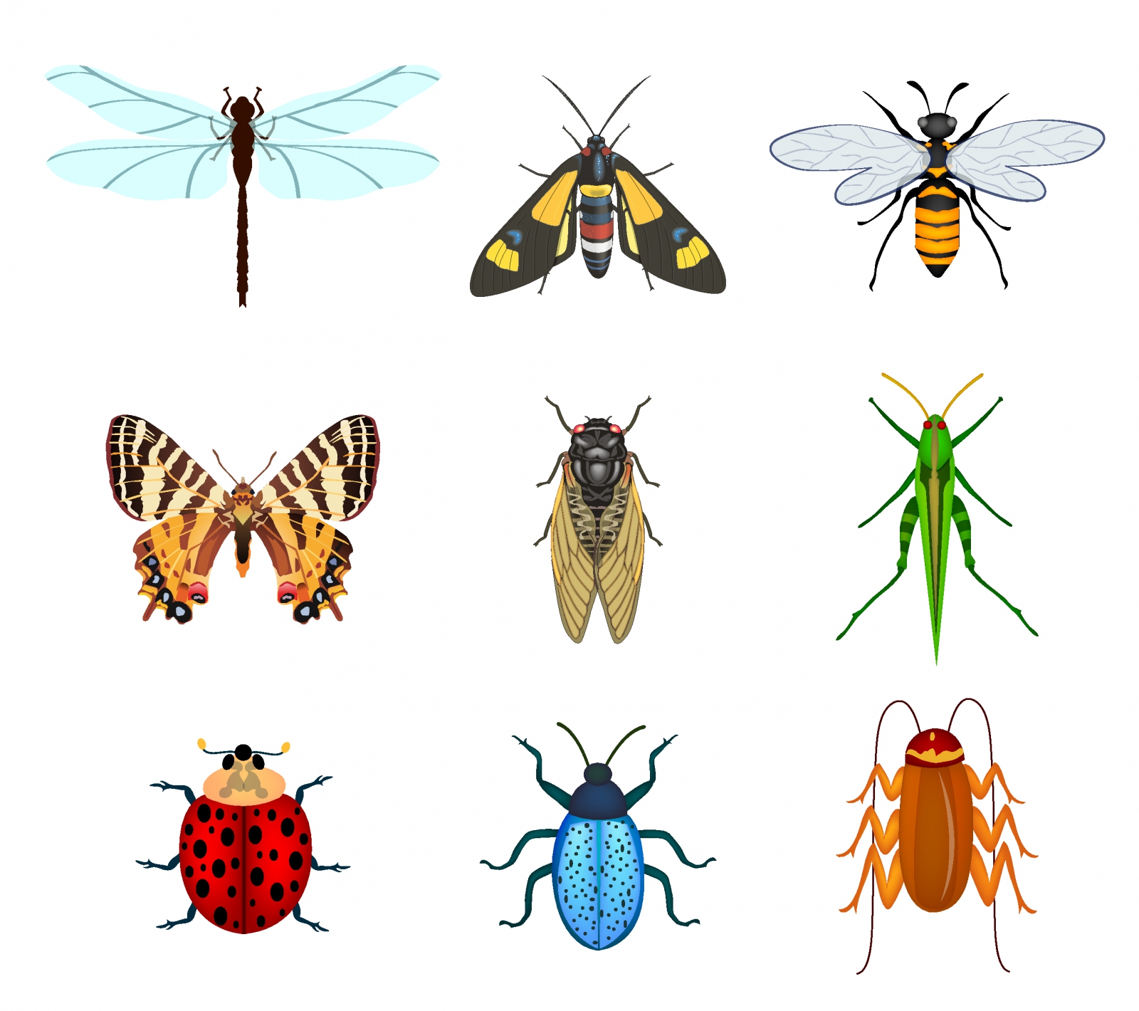 Insects