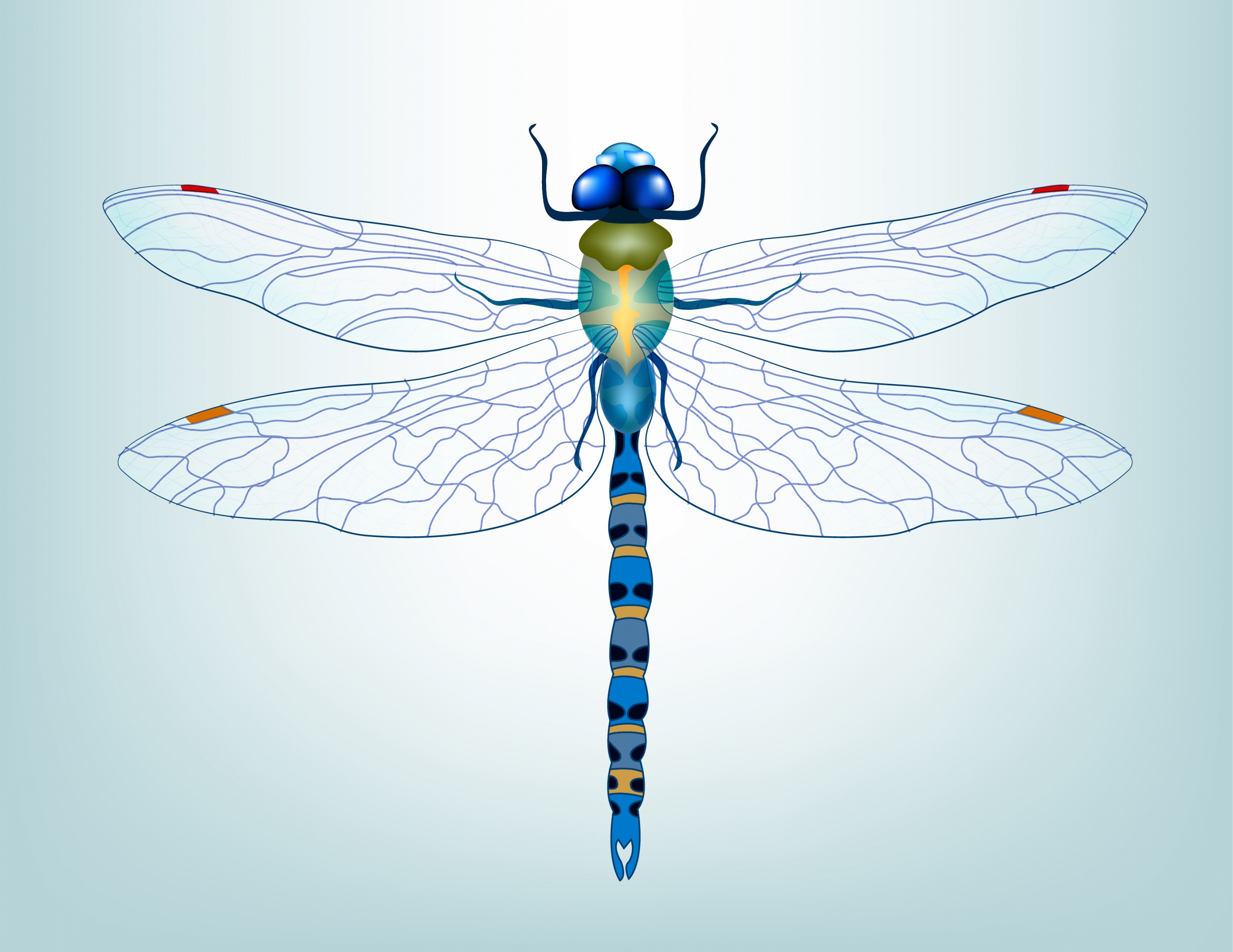 dragonfly icon 3d colored decor bottom view