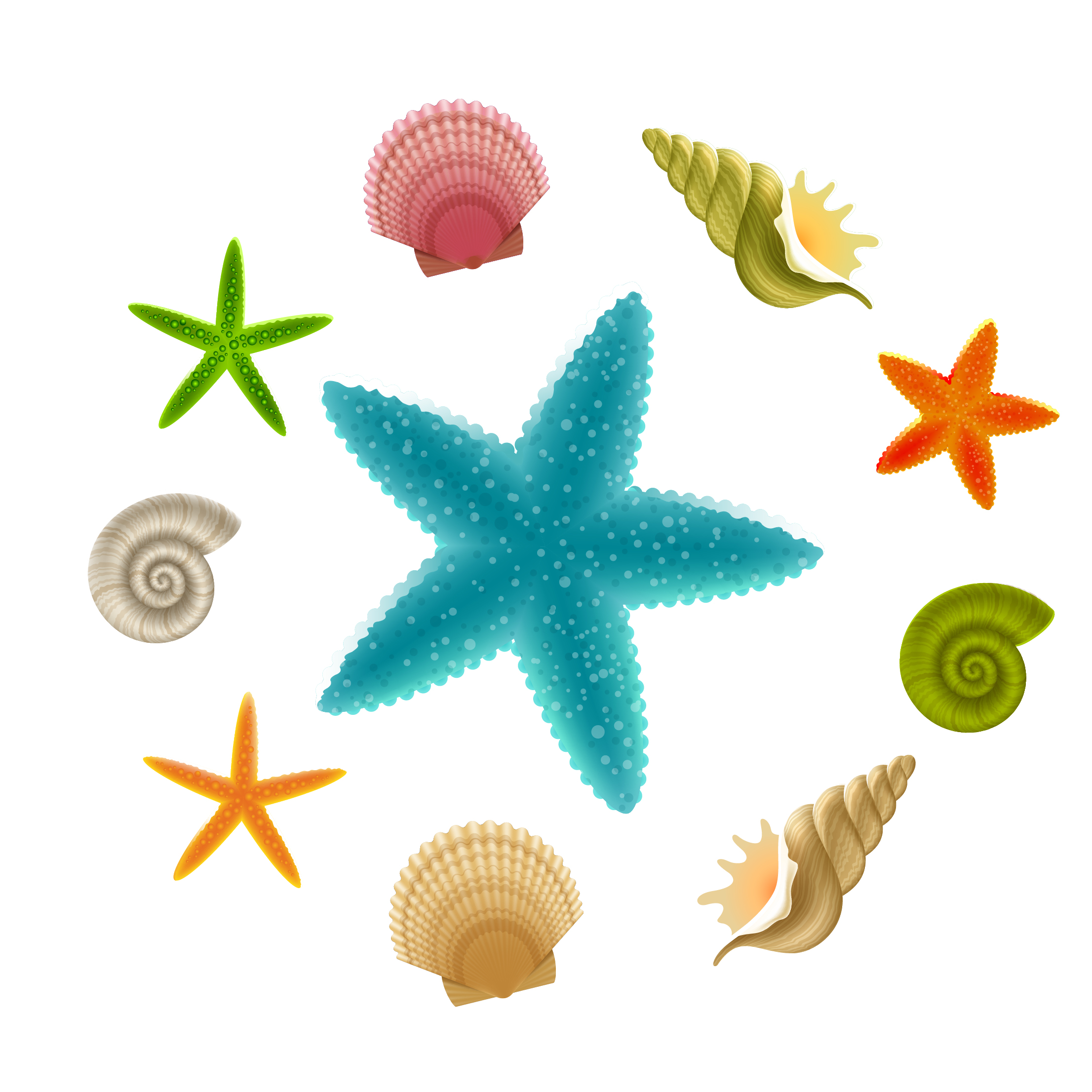 seashell and starfish collections