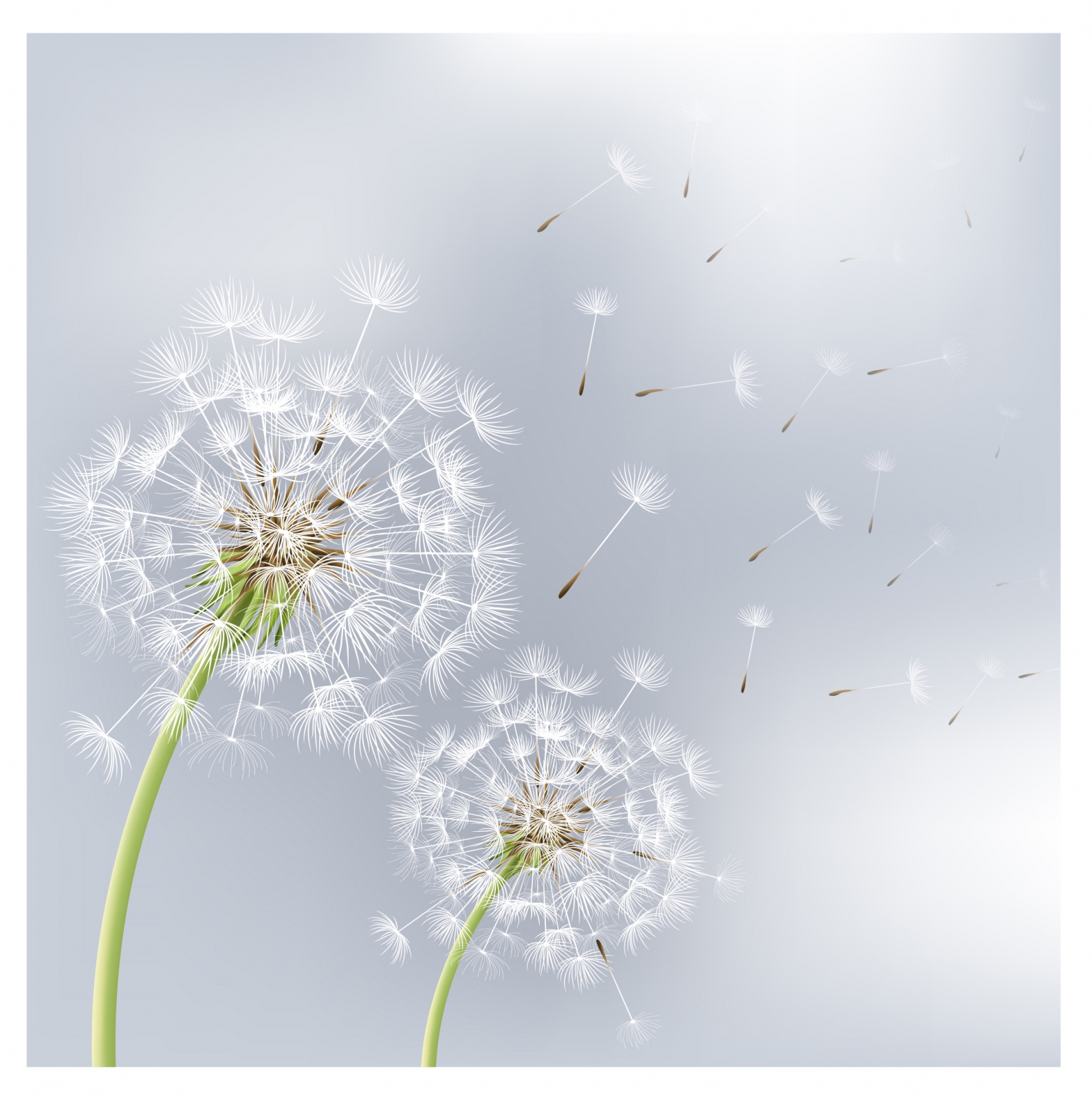 Two flowers dandelions