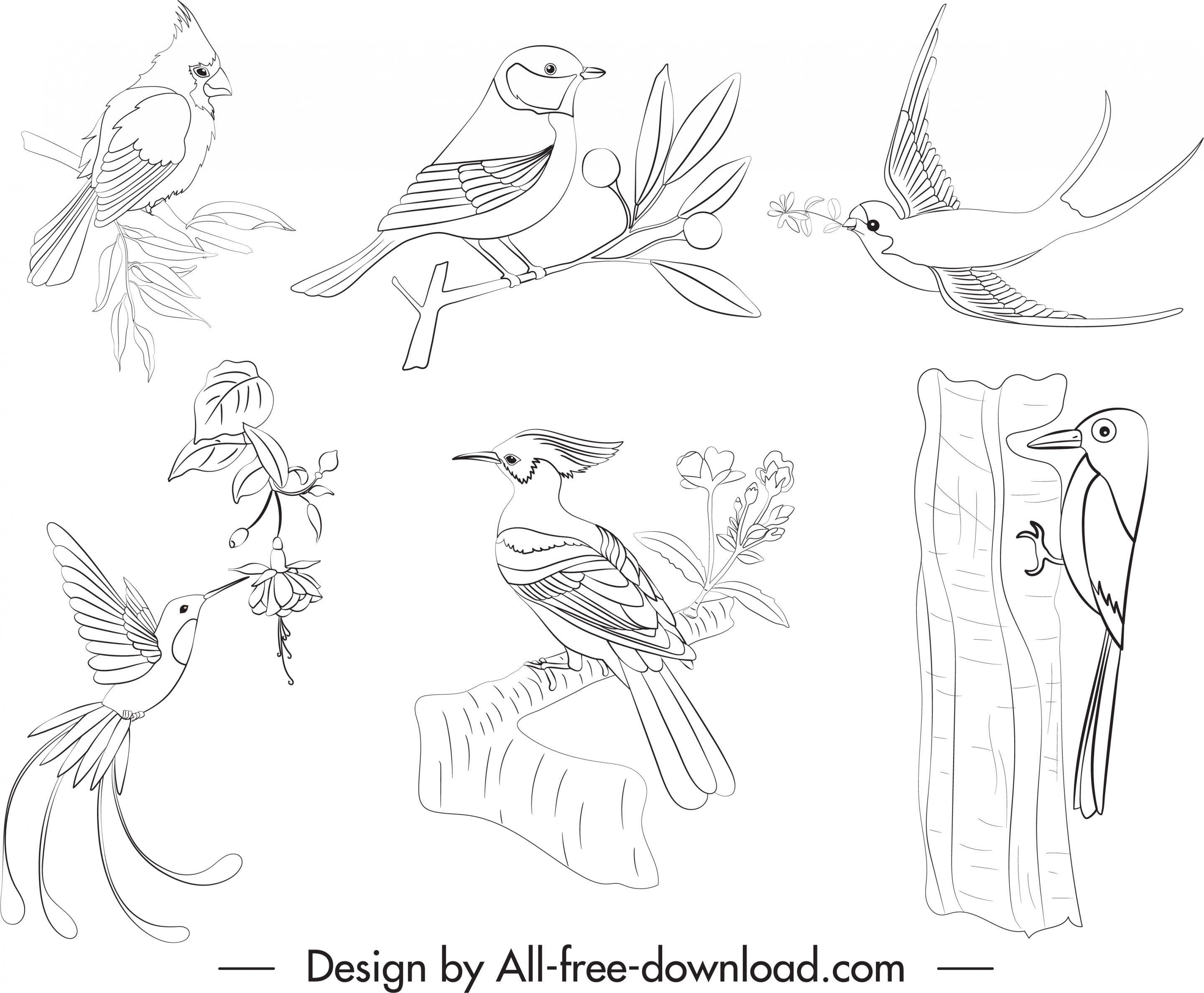 birds species icons black white handdrawn sketch