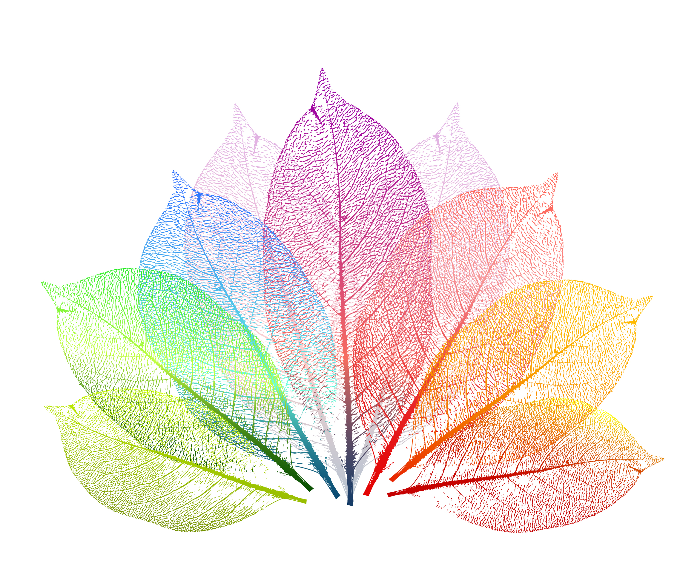 colorful leaf