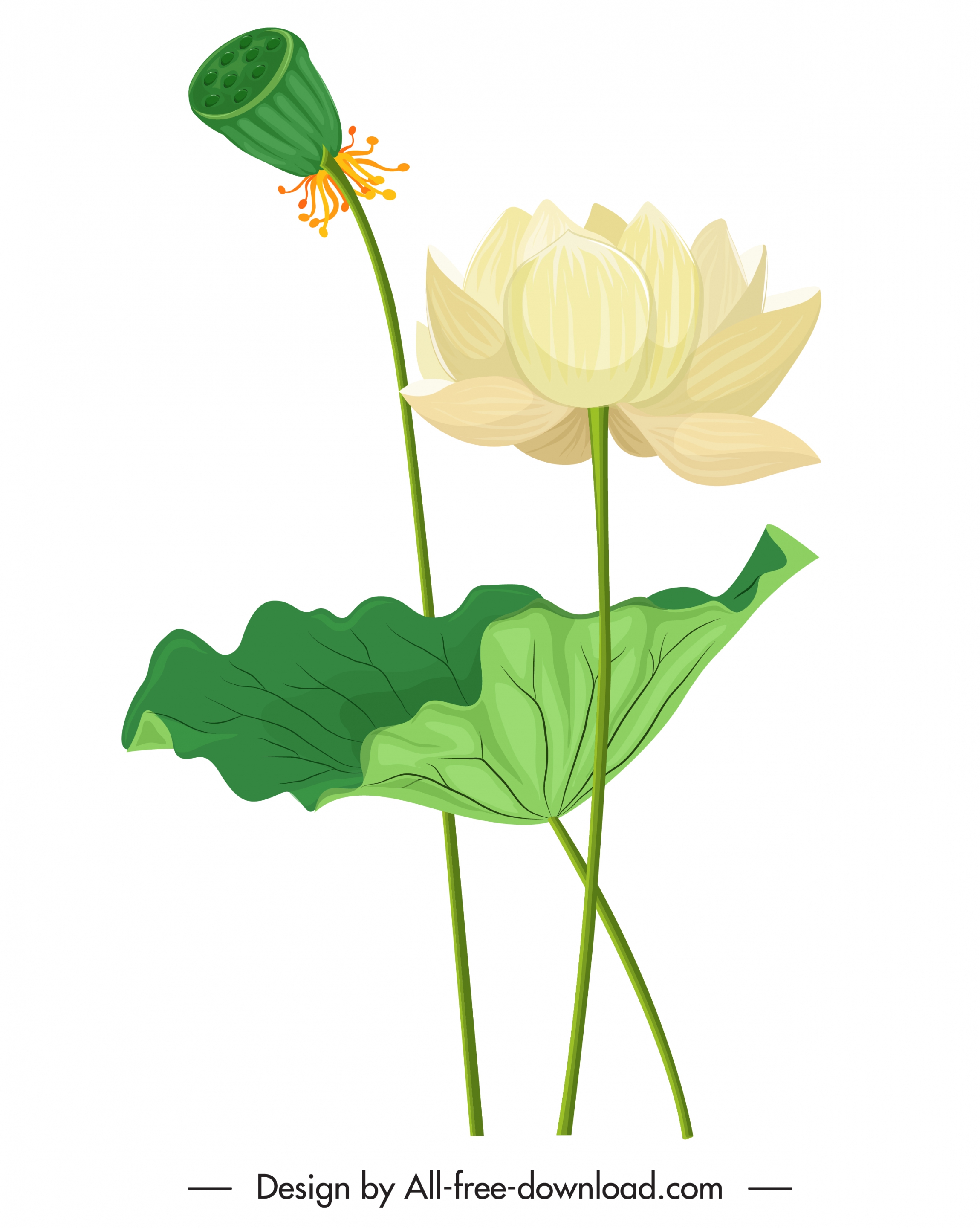 lotus painting blooming flower sketch colored classical design