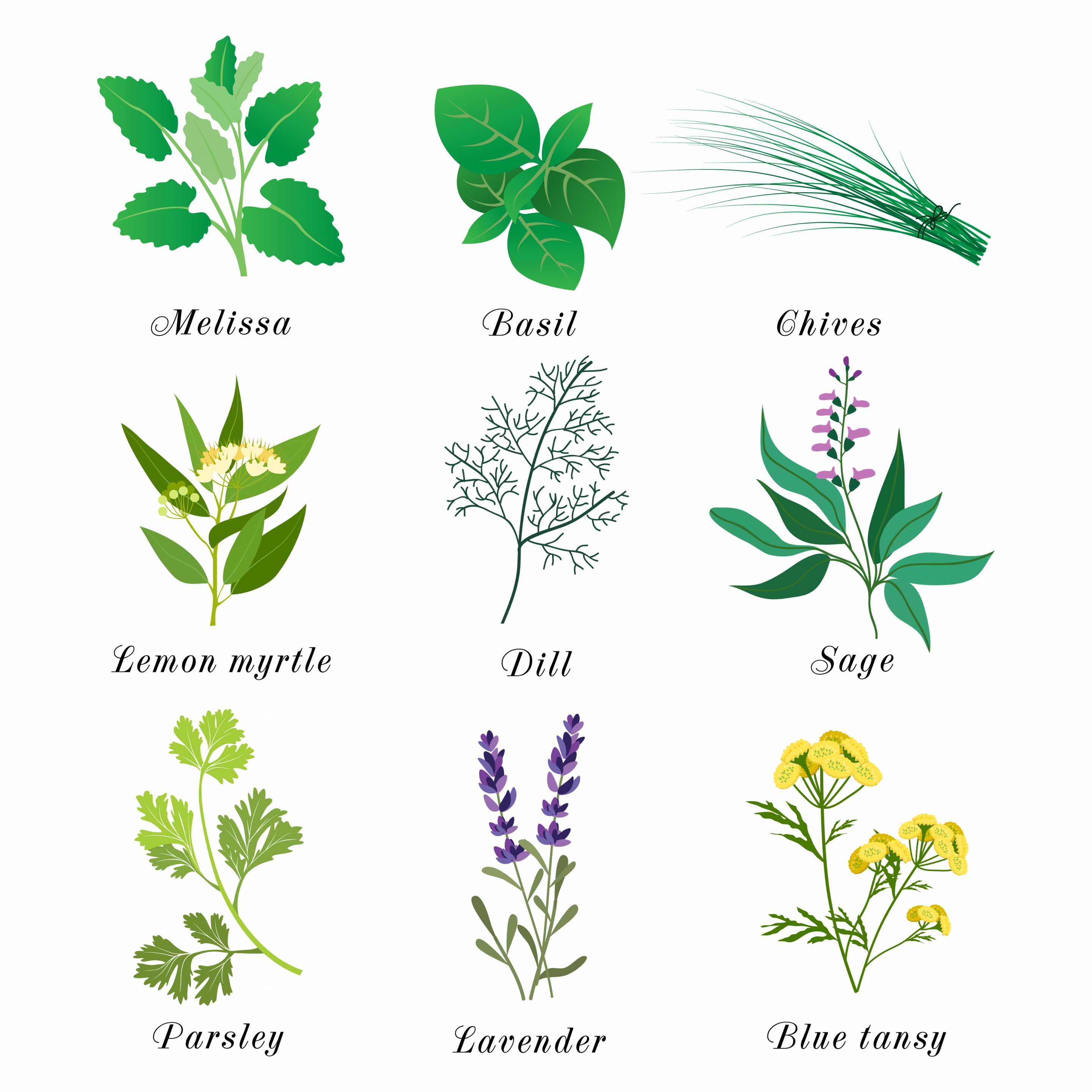 herbal plants icons multicolored design various types isolation