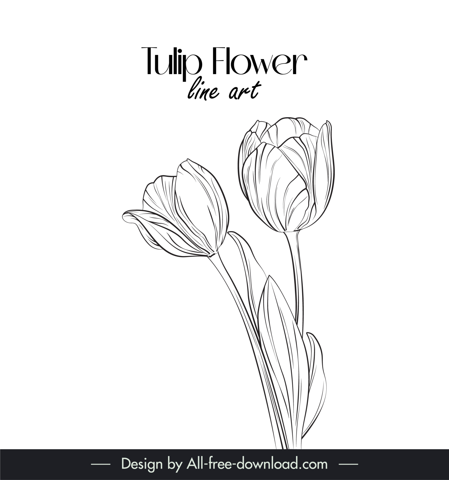 tulip flower line art design elements handdrawn outline