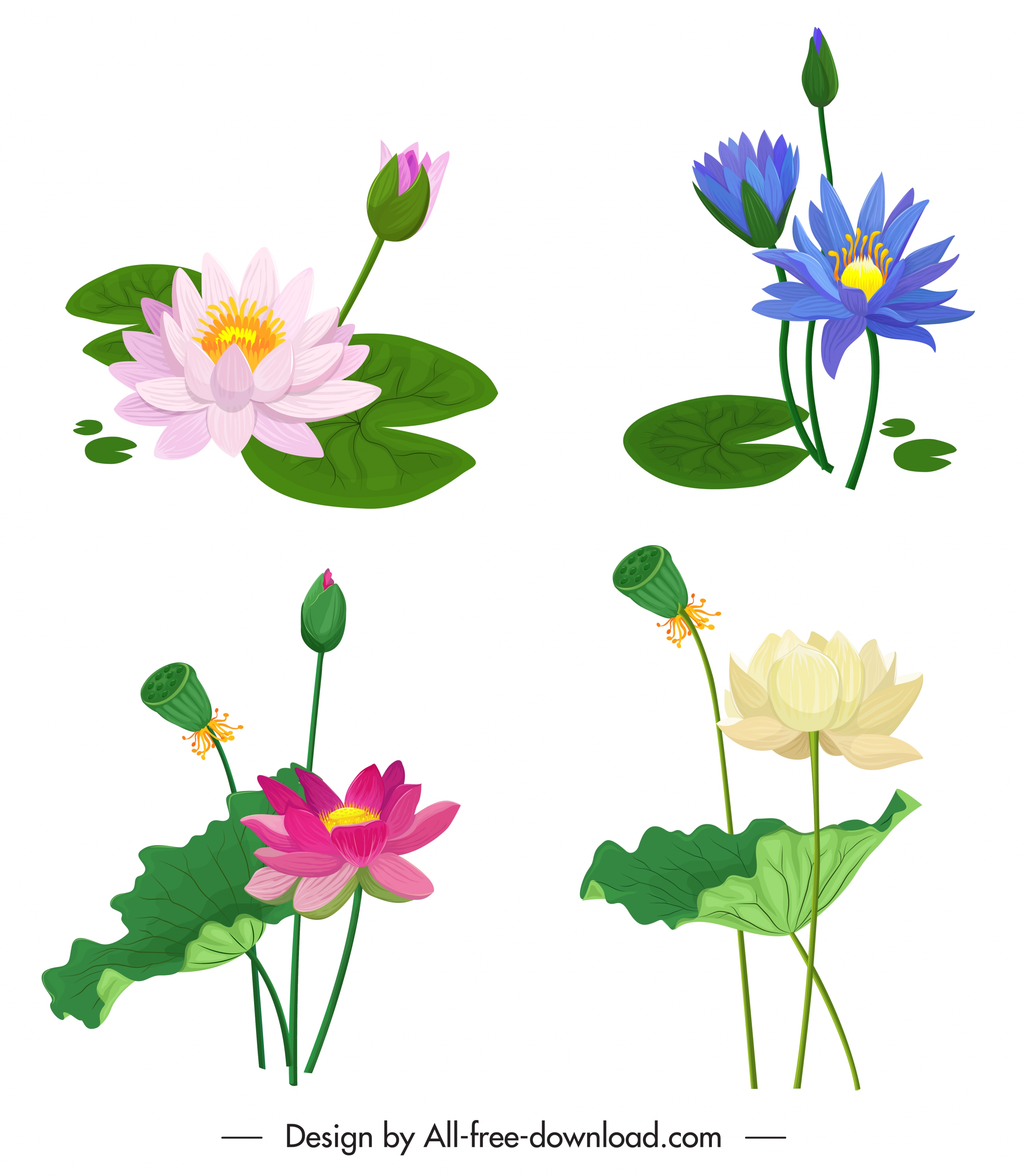 lotus flower icons colorful classical design