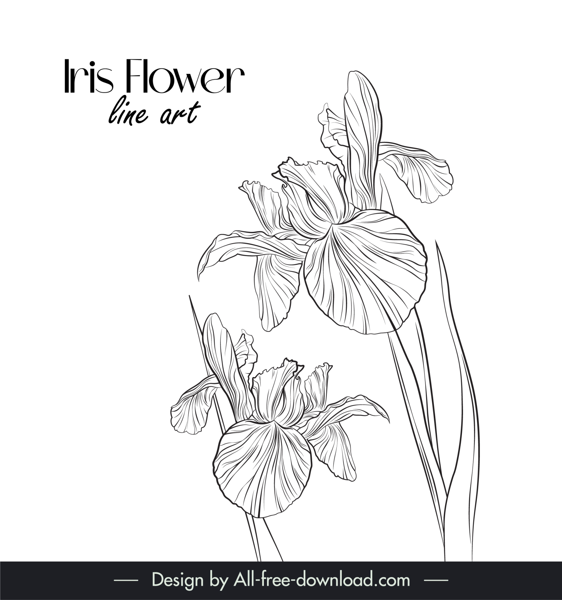 iris flower design elements handdrawn line art 